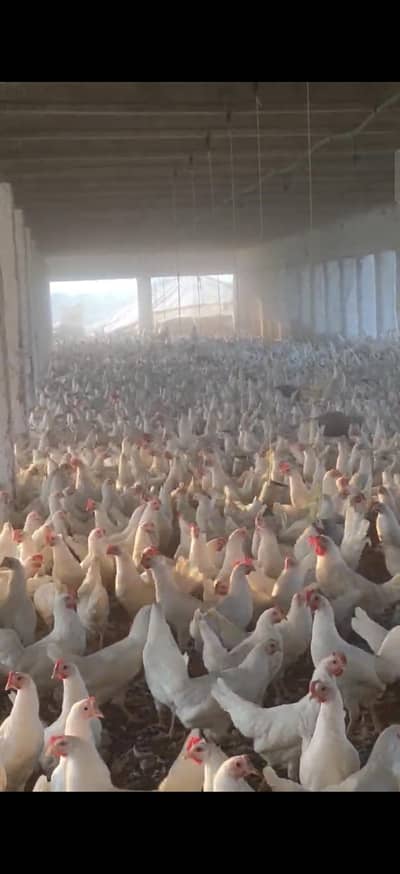 60 lac demand- 3500 Qty - Healthy - Farm Rate - Urgent Sale