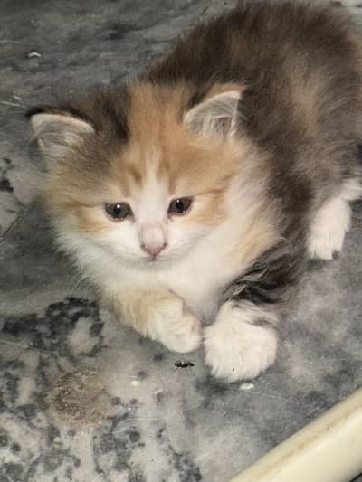 2 kitten pair for sale in cheap price