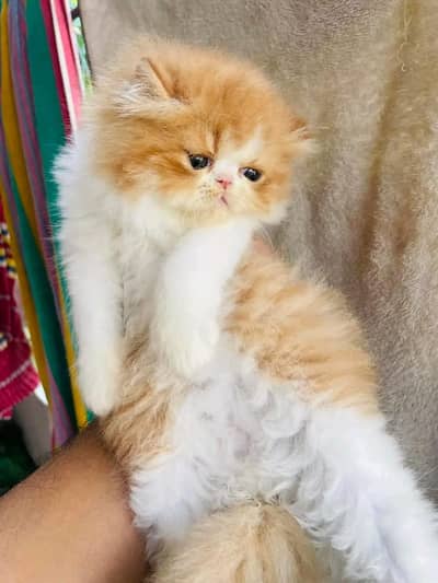 Persian Kittens | Punch Face kittens | Triple Coated Fluffy Kittens