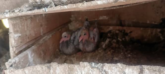 gray mokhi chicks for sale