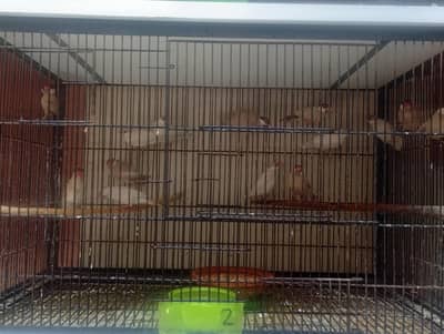 Fawn + Opal Java (Red Eyes) For Sale