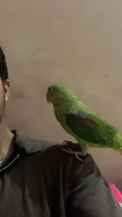 Raw parrot hand tame and talking