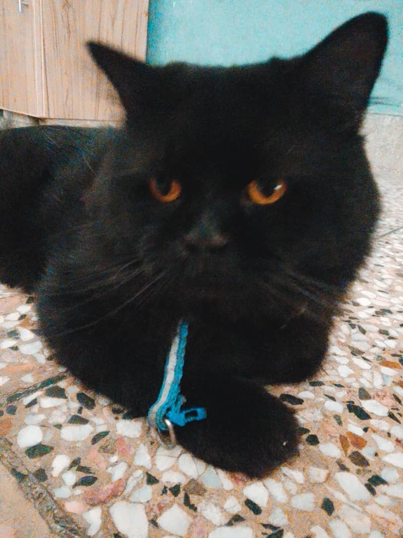 Persian 1