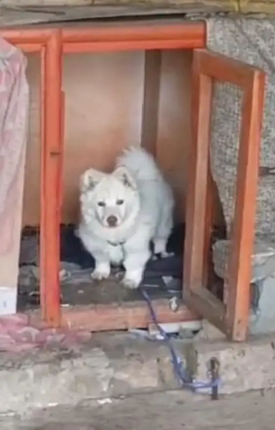 best family dog