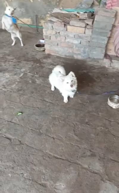 best family dog Russian male