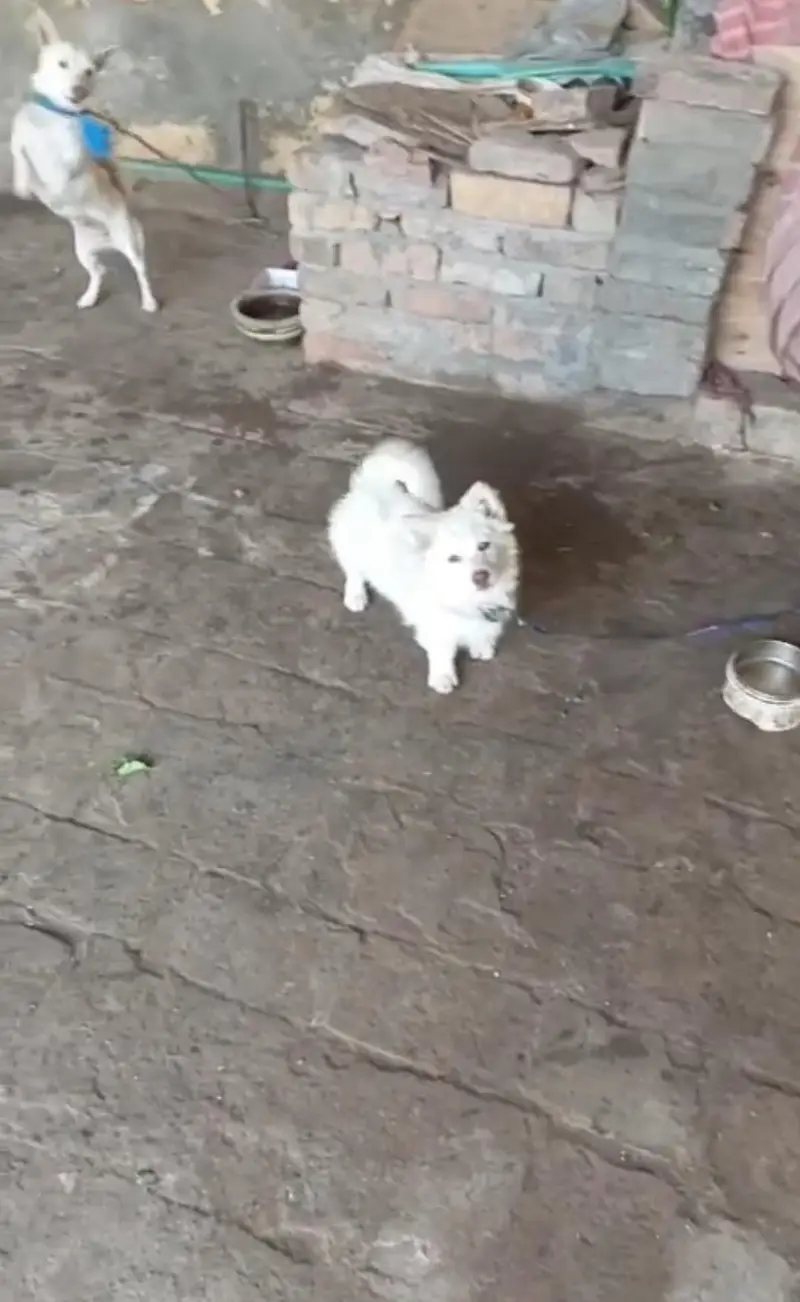 best family dog — photo 2
