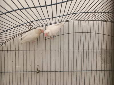 Breeder Pair