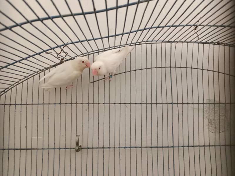 Breeder Pair 0