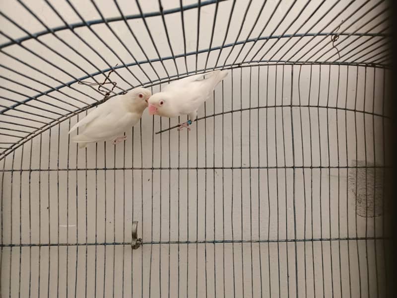 Breeder Pair 1