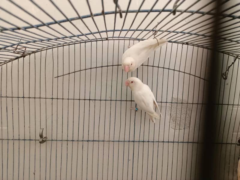 Breeder Pair 2