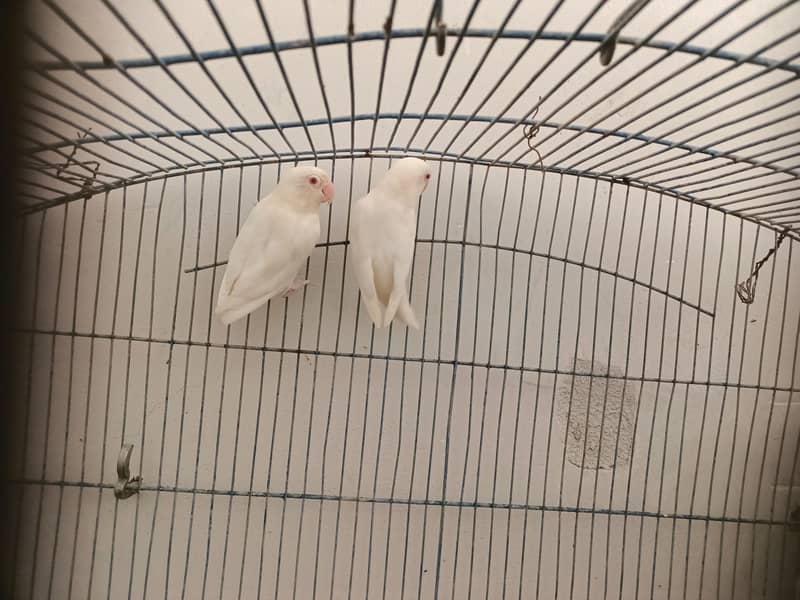 Breeder Pair 3