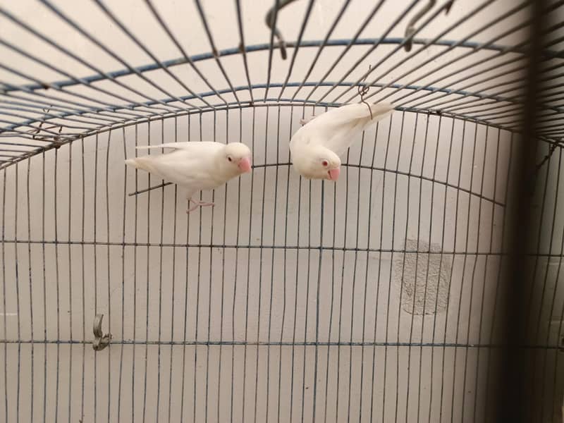 Breeder Pair 4