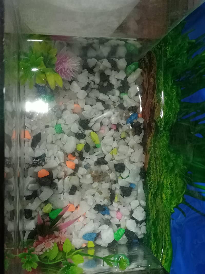 mollys 3