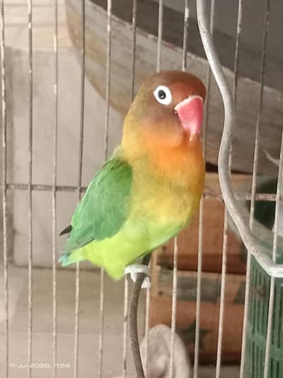 Full active female available