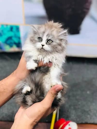 Persian kittens | Triple coated Persian grey / white kittens for sale