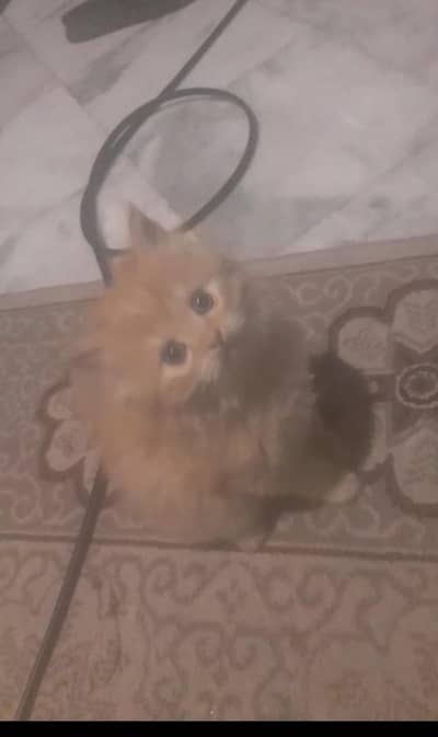 Persian punch face kitten
