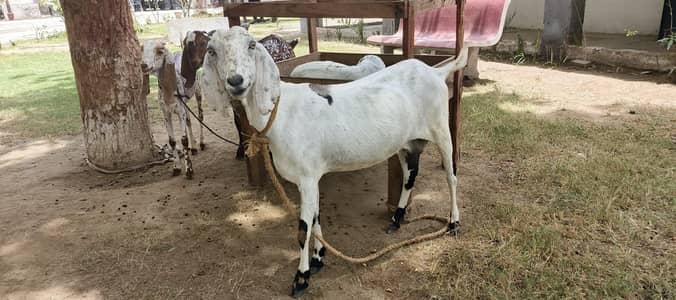 Makhi cheena Goats for sale ( 3 female 1 male)