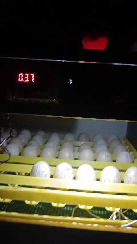 56 Eggs Full Automatic Incubator with silicone heating wire