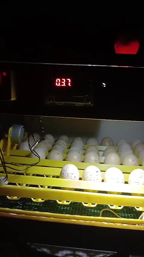 56 Eggs Full Automatic Incubator with silicone heating wire — photo 2