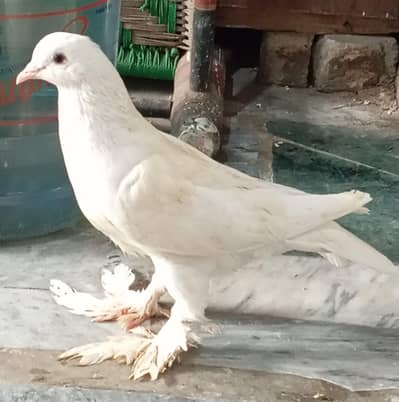 POUTER PIGEON PAIR