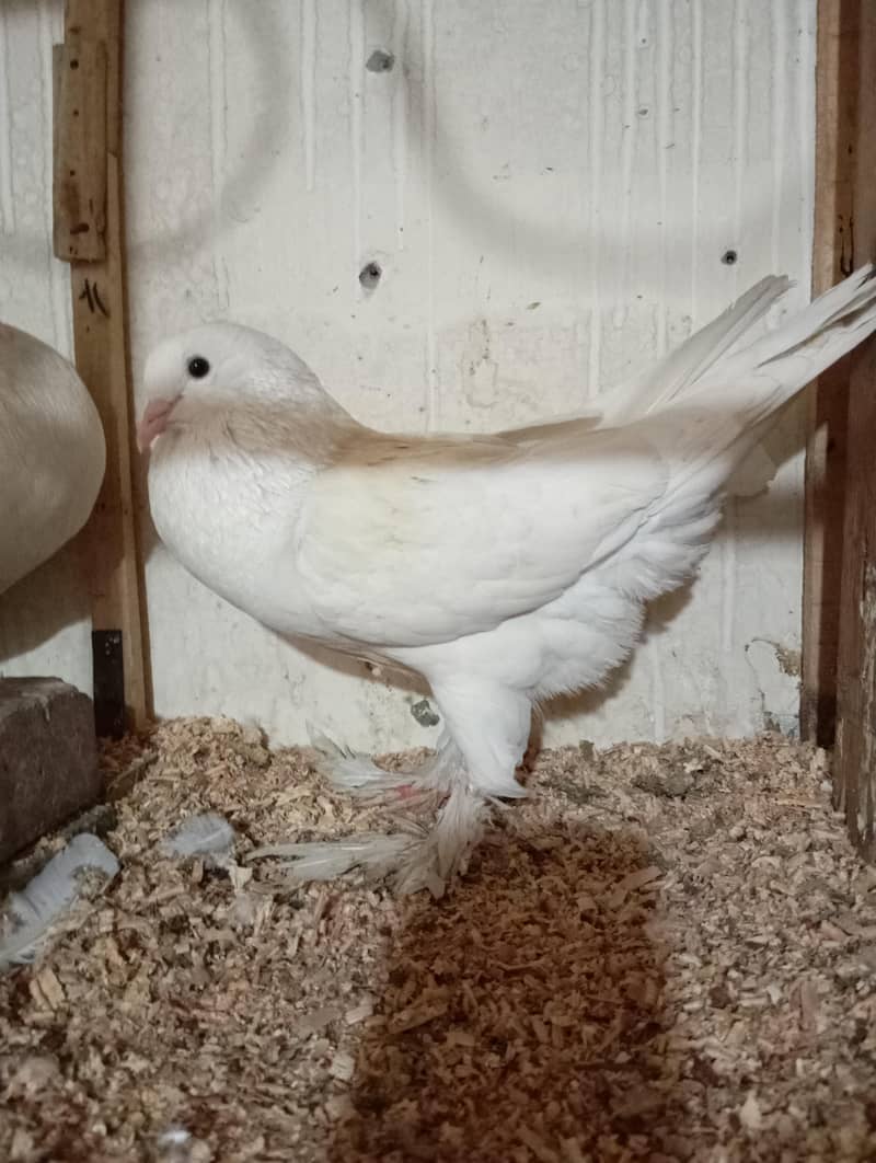 POUTER PIGEON PAIR 2