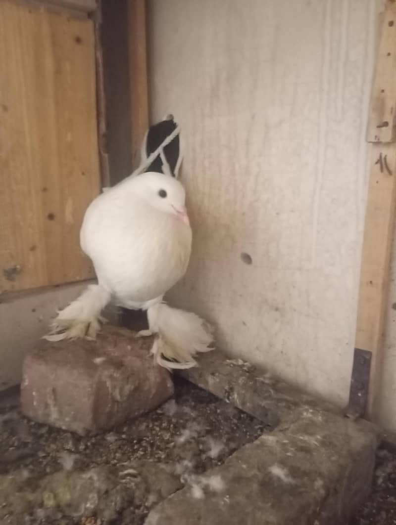 POUTER PIGEON PAIR 3