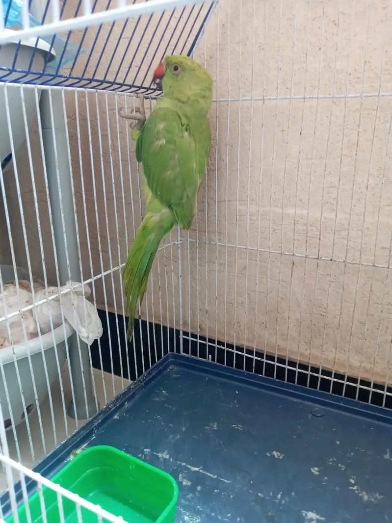 ring neck baby for sale