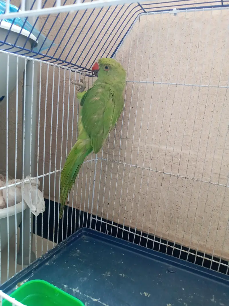 ring neck baby for sale — photo 2