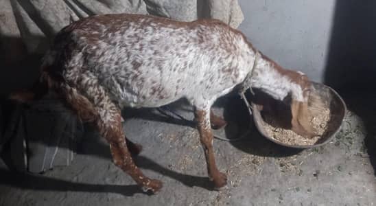 Makhi Cheeni Goat| Milk Goat|