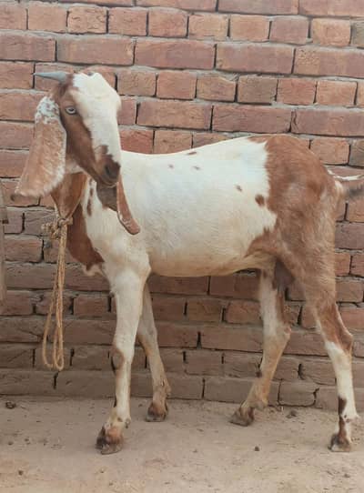 Ablak path supreme quality