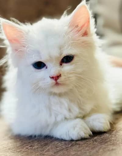 Persian female kitten for sale Whatsapp 0349//7613//682