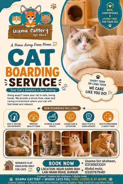 Persian Cat kittens boarding service