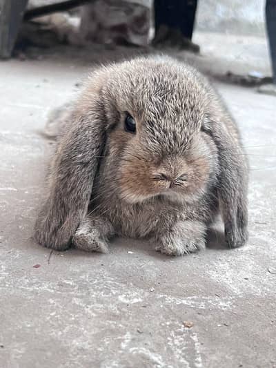 Holland lop male good quality
