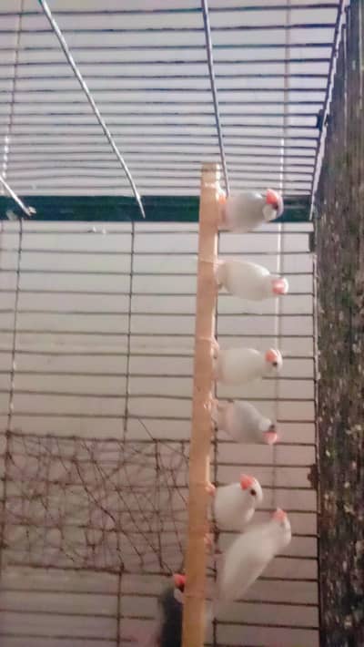 white and silver gray jawa birds
