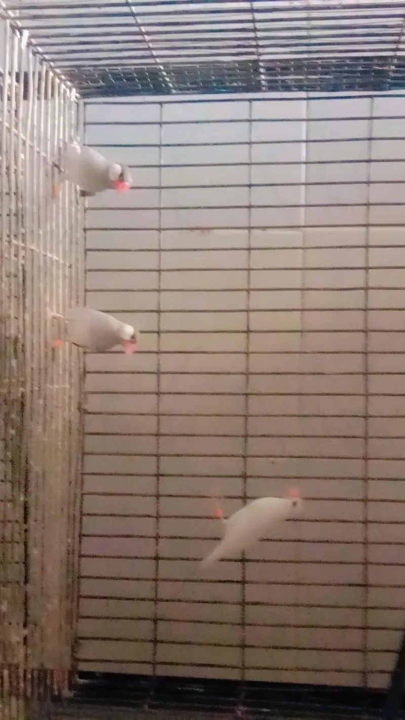 white and silver gray jawa birds — photo 2