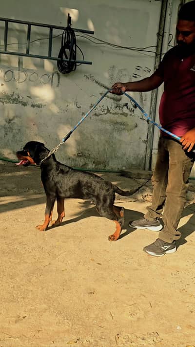 5 months old pedigree rottweiler male