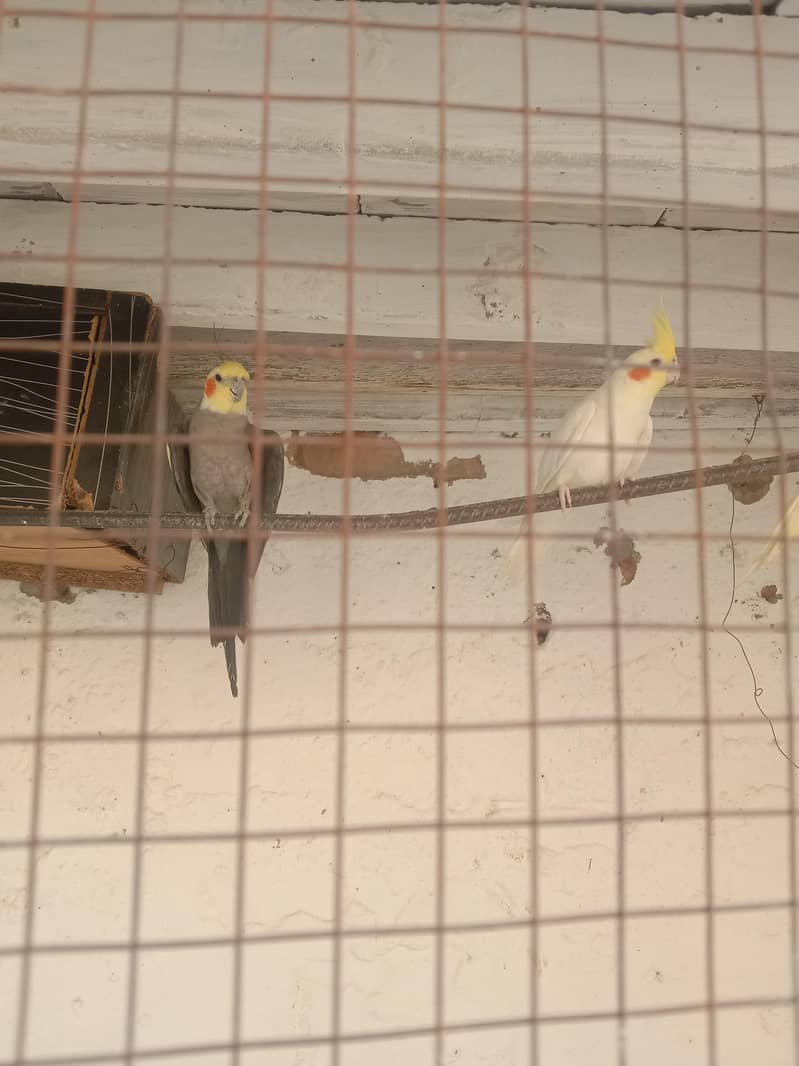 cocktail 0