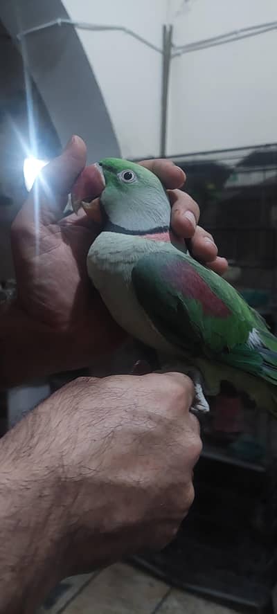 Raw parrot
