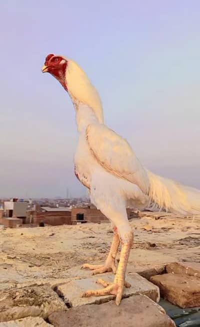pure white shamo for sale healthy and active