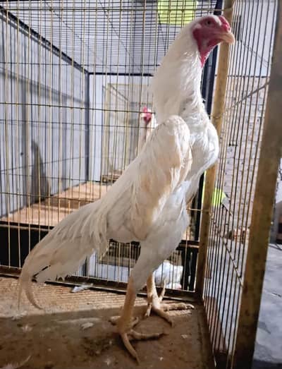 White Aseel Shamo Chicks Available