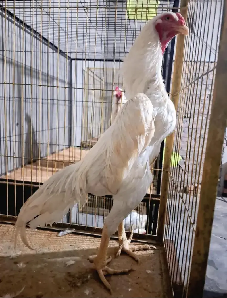 White Aseel Shamo Chicks Available