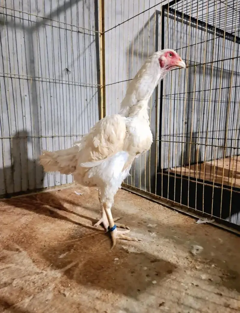 White Aseel Shamo Chicks Available — photo 2