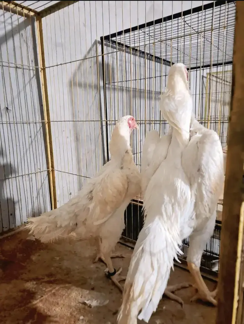 White Aseel Shamo Chicks Available — photo 3