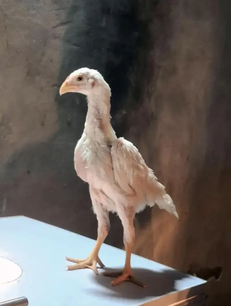 White Aseel Shamo Chicks Available — photo 4
