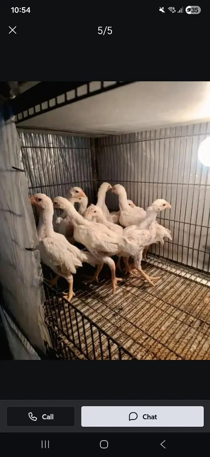 White Aseel Shamo Chicks Available — photo 5