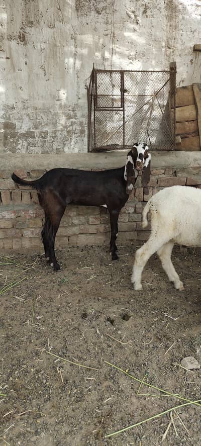 Nagri Female Bakri