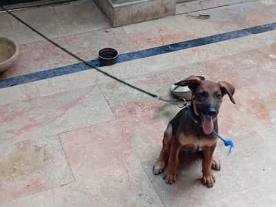 belgian malinois. 03407010717