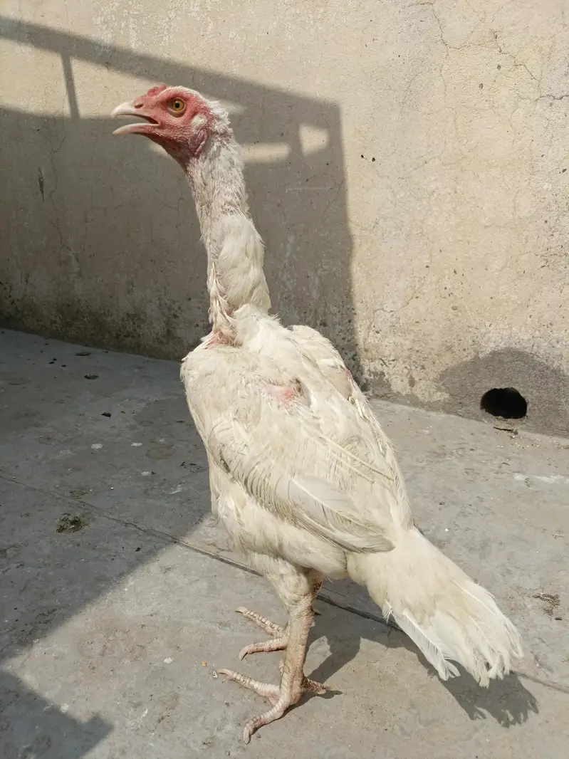 Paper White Aseel For Sale. . . What's app 03219874606 — photo 2