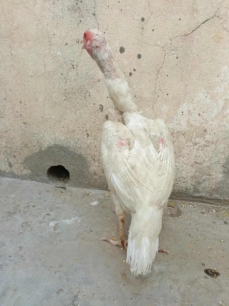 Paper White Aseel For Sale. . . What's app 03219874606 — photo 3