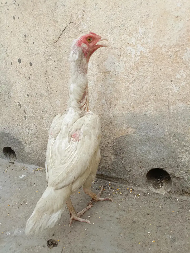 Paper White Aseel For Sale. . . What's app 03219874606 — photo 4